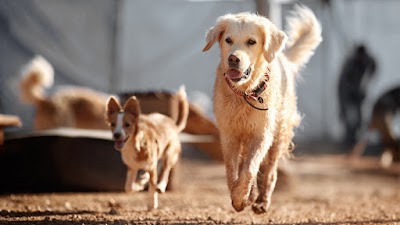 עמק הכלבים - אילוף ,פנסיון ,כלבנות טיפולית