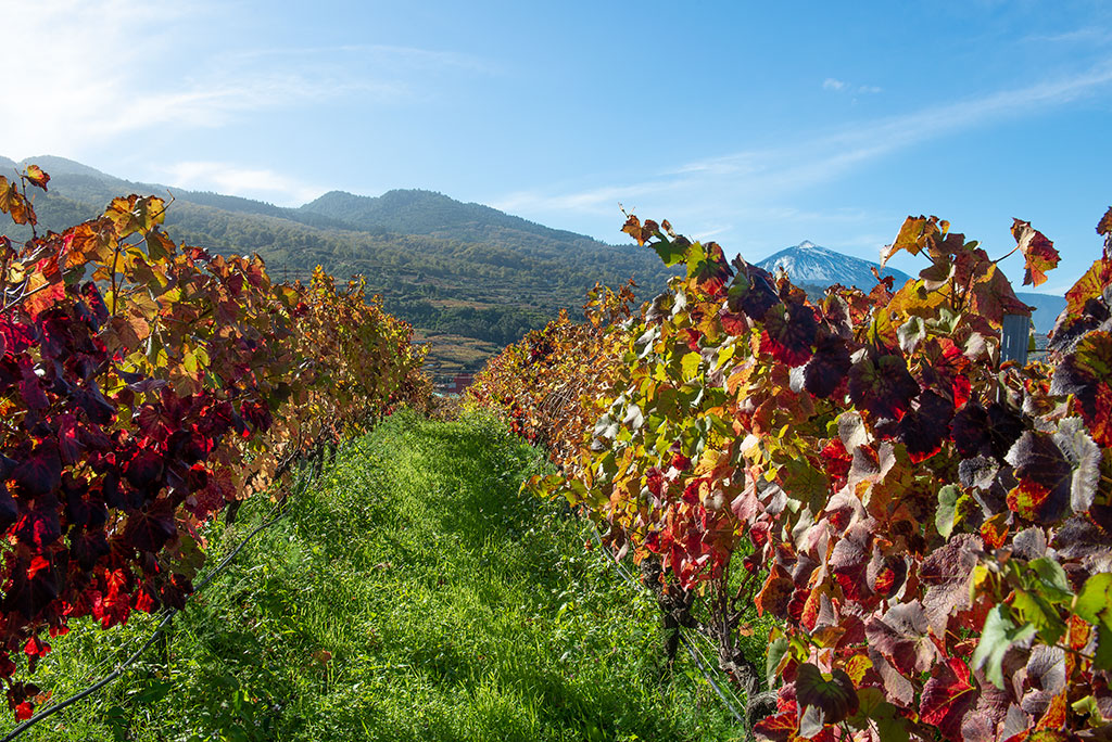 Bodega Viña Estévez