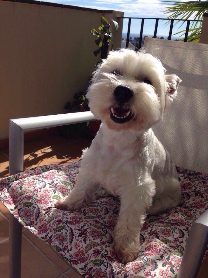 Vet on Wheels Costa del Sol