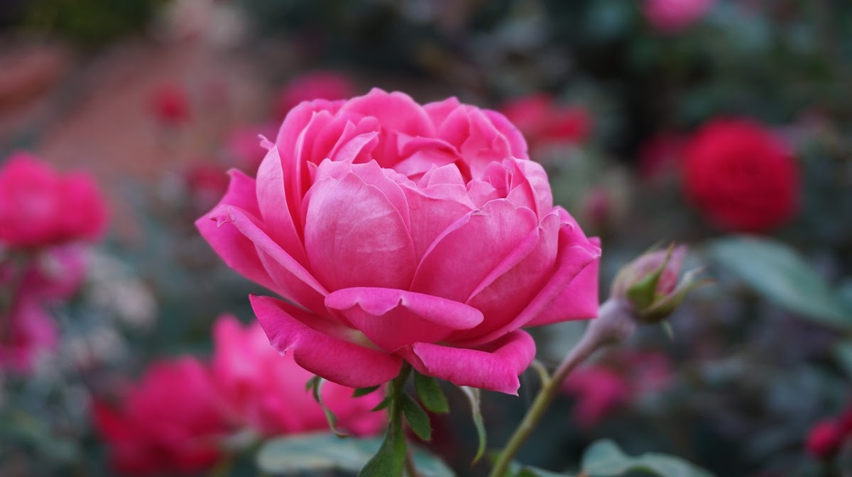 Alexa's Flowers: Google Places image 2