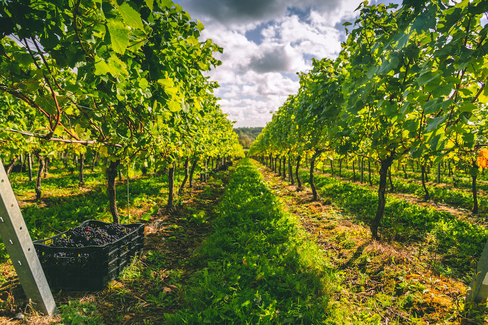 Black Chalk Vineyard & Winery