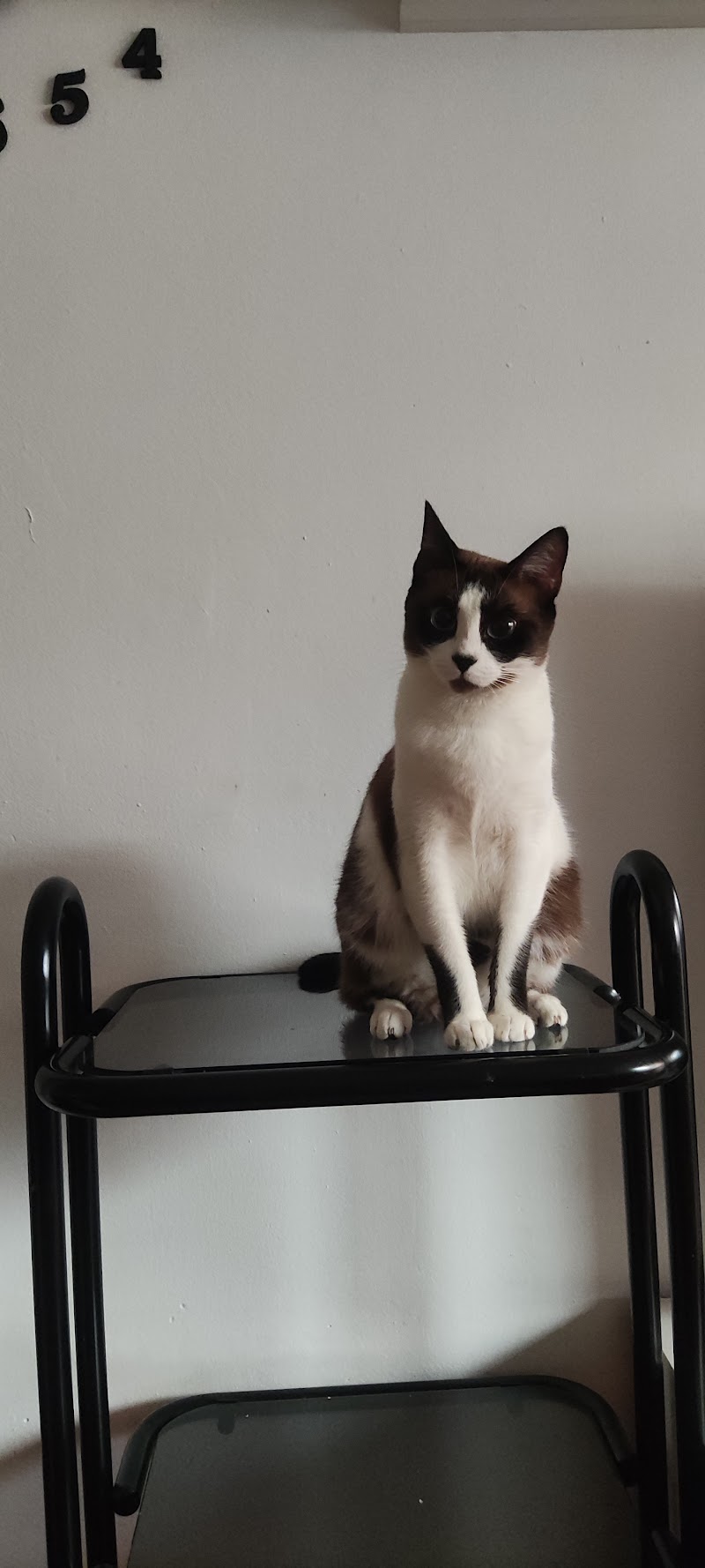 Centro Veterinario Meridiana