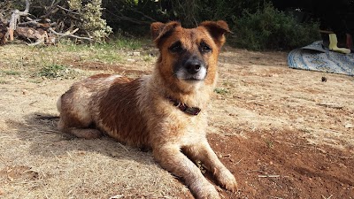רופא חיות ד"ר דורון שגיב