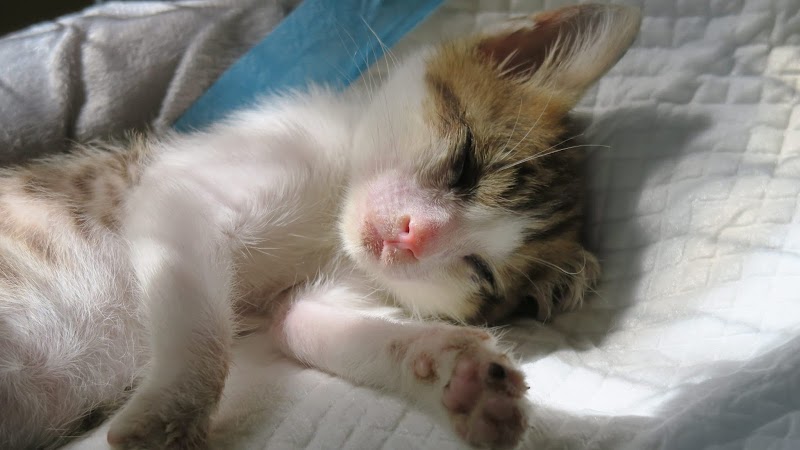 Central Animal Hospital