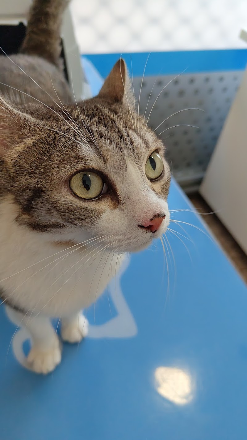 Vetalliance Clínica Veterinaria