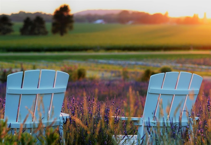Devil's Lake Lavender photo 1
