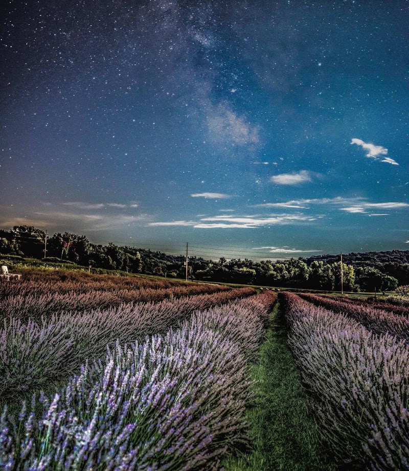 Devil's Lake Lavender photo 2