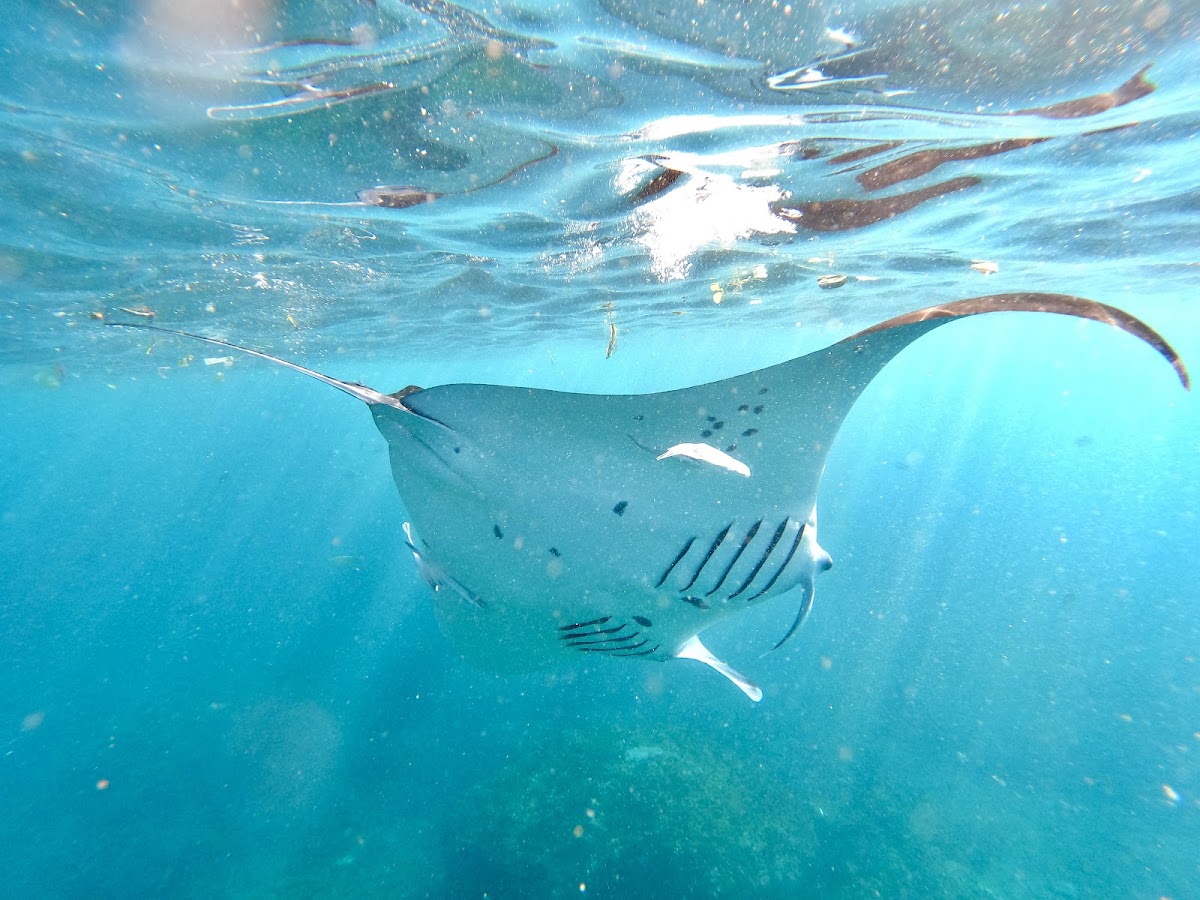 Manta Bay