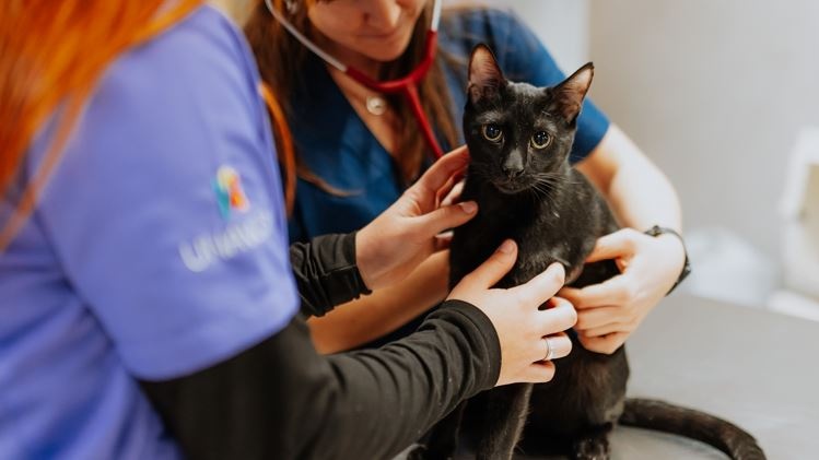 Hospital Veterinario Tartanga UNAVETS Erandio