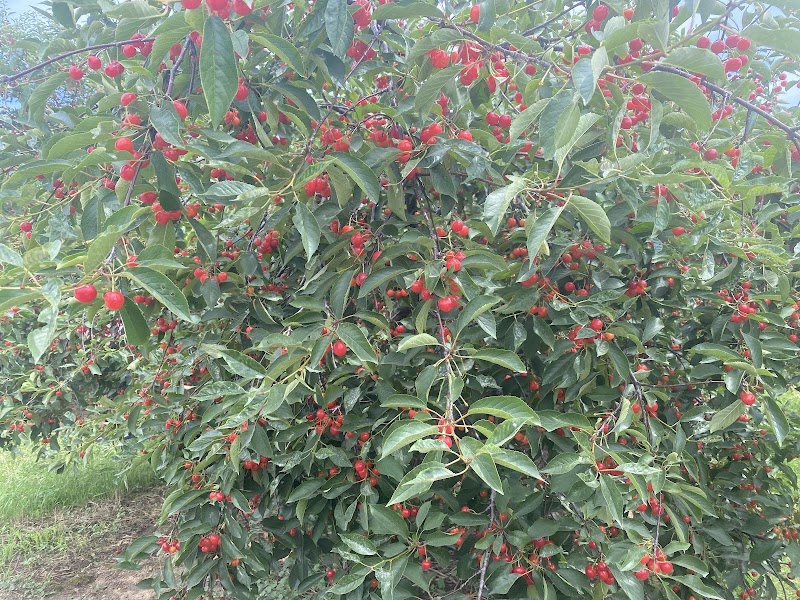 Puddicombe Farms, Winery & Cider photo 4