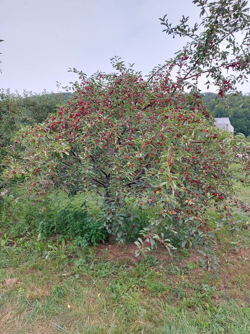 Puddicombe Farms, Winery & Cider photo 3