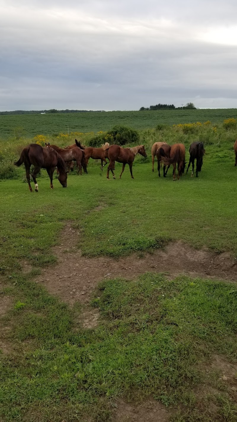 Scenic View Ranch nga kahnak - Photo 1