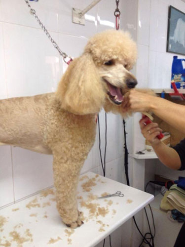 Clínica Veterinaria Caribe