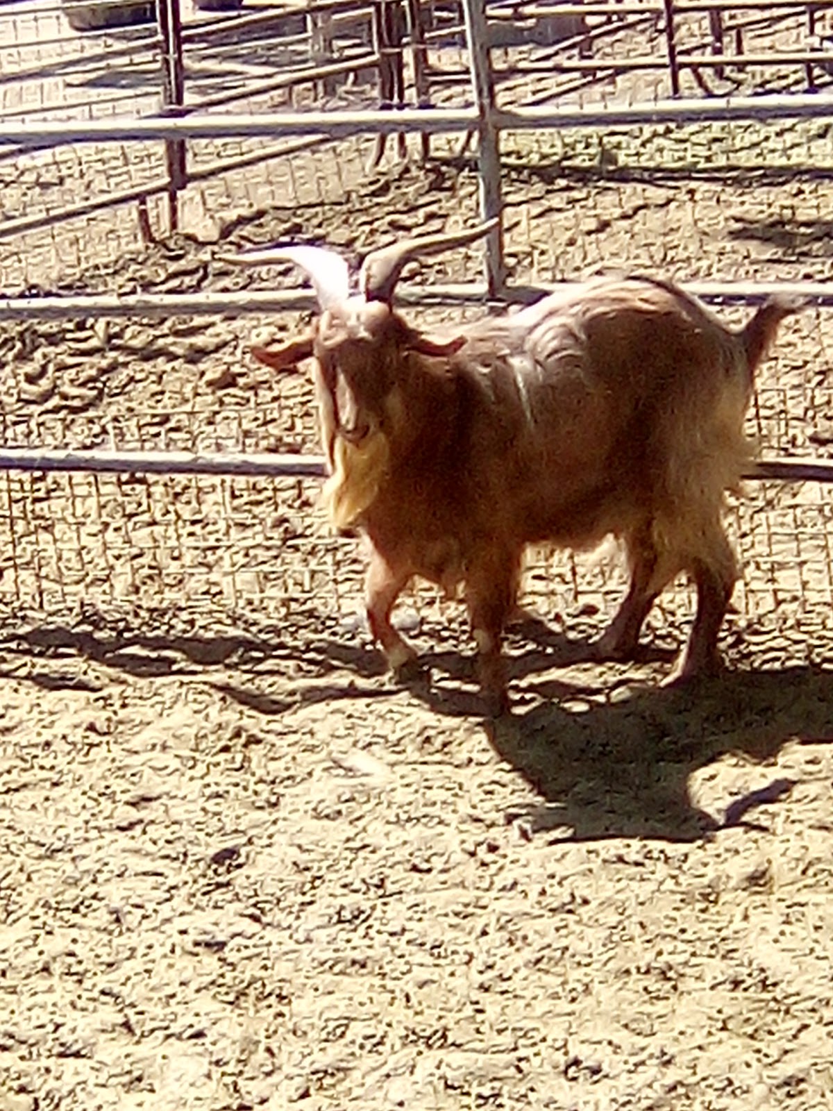 Gilcrease Ranch