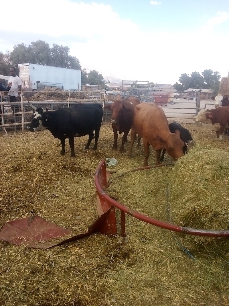 Gilcrease Ranch - Photo 2
