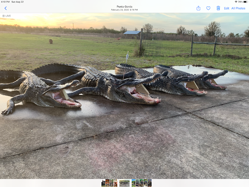 Florida hog hunting - Photo 6