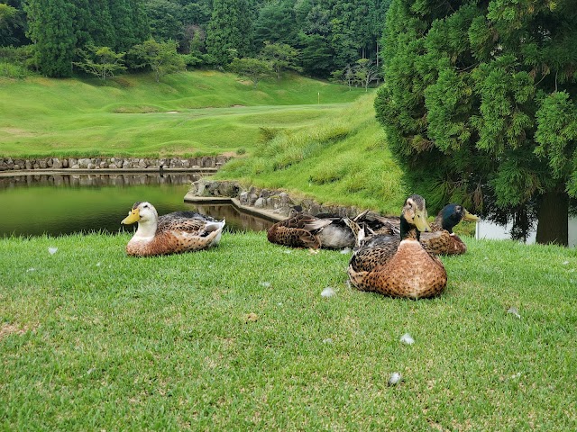 Reisen Golf Club - Photo 7