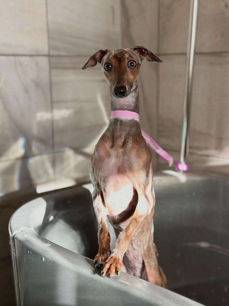 Daisy’s pet grooming | Psí salon