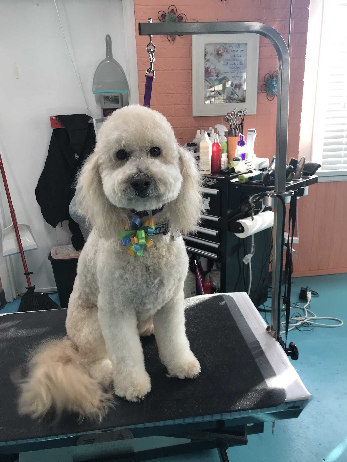 Paws and Claws Boarding and Grooming photo 2