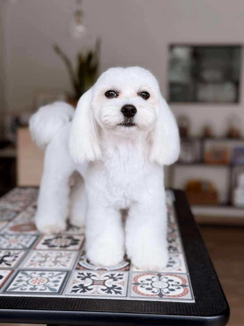 Aguas Estilismo Canino photo 3