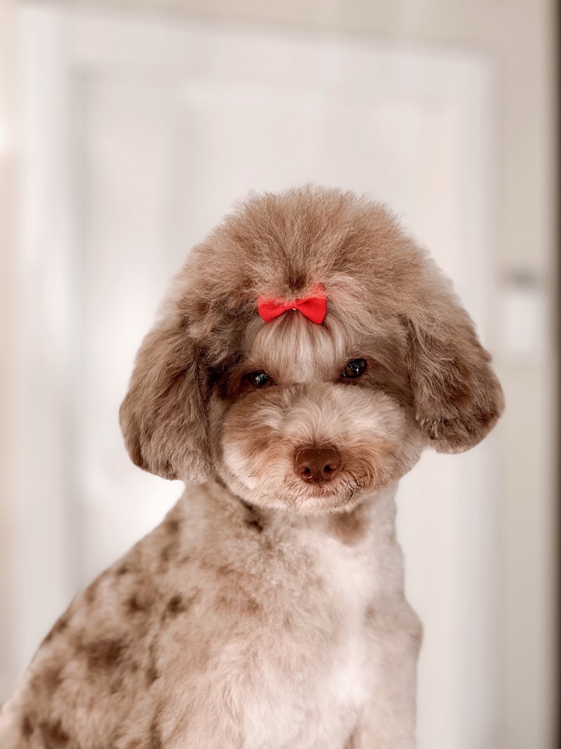 Aguas Estilismo Canino photo 4