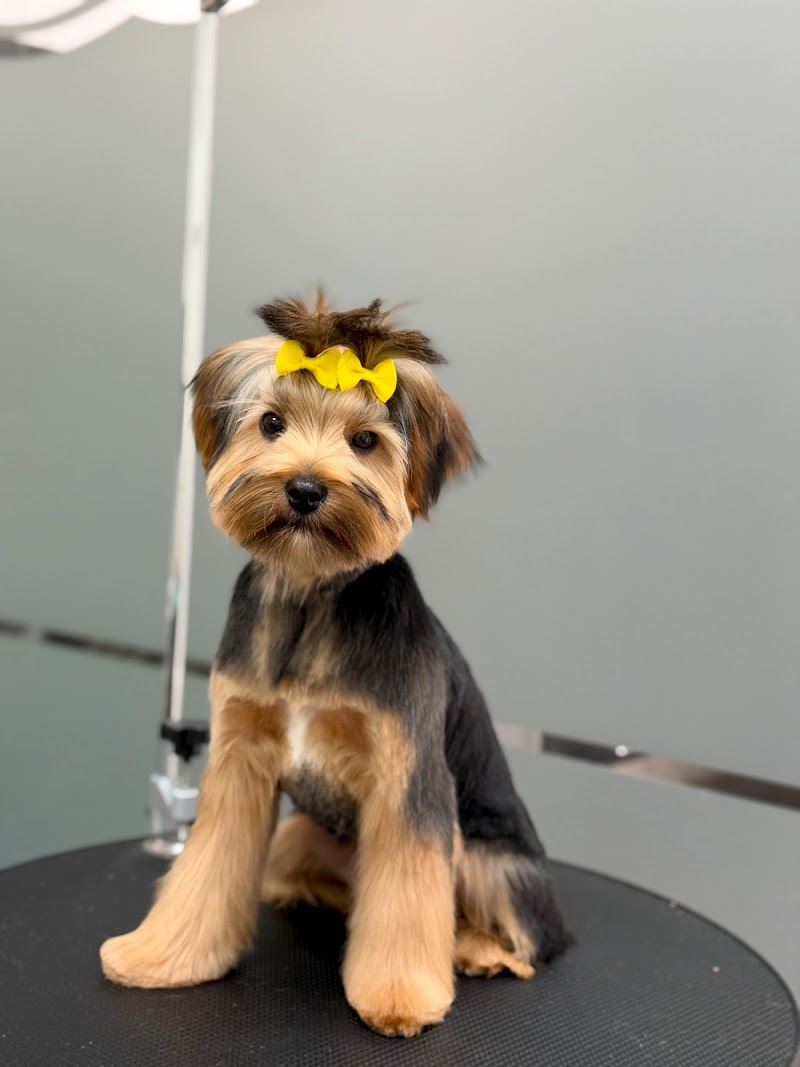 Aguas Estilismo Canino photo 5