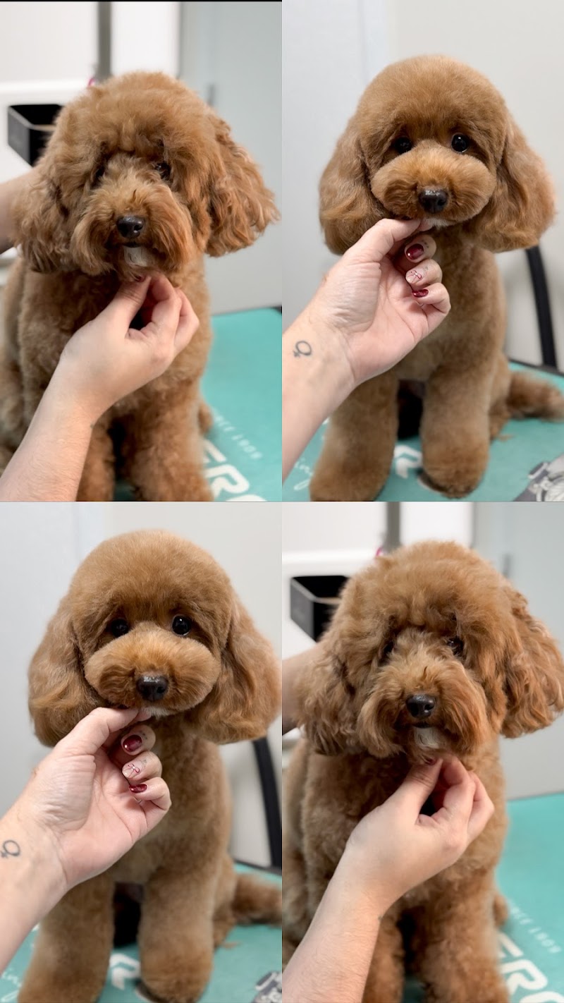 Aguas Estilismo Canino photo 1