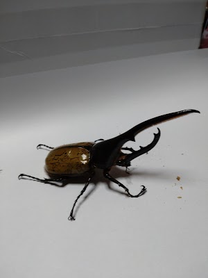 クワガタショップくわ次郎