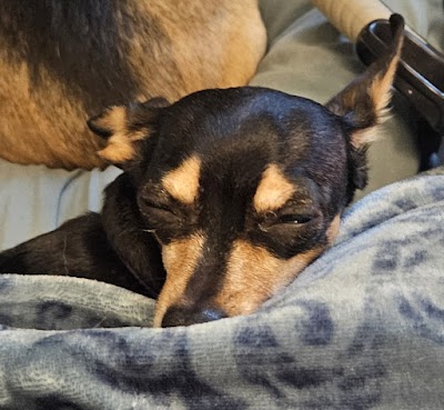 The Animal Medical Center of Fort Oglethorpe