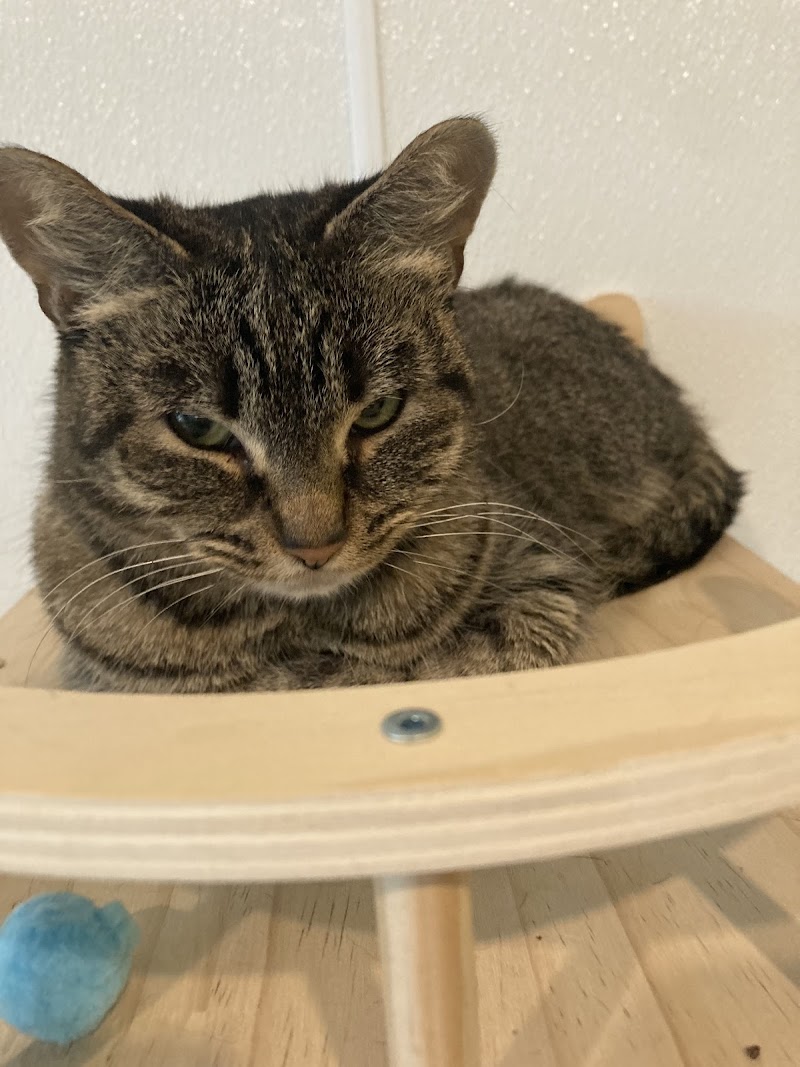 Perk and Paws Cat Cafe photo 4