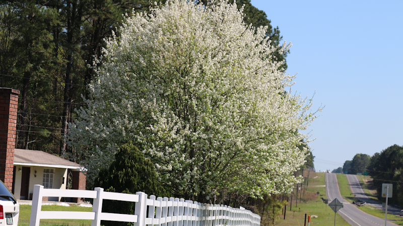Dayspring Village, INC
