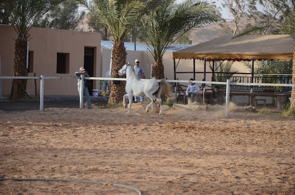 مركز ابراهيم بن عاصي للفروسية والتراث - البوابة الرئيسية