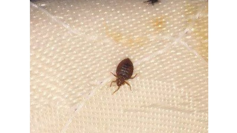 CANTOR, MICHAEL - PEST BLASTER LLC radon testing