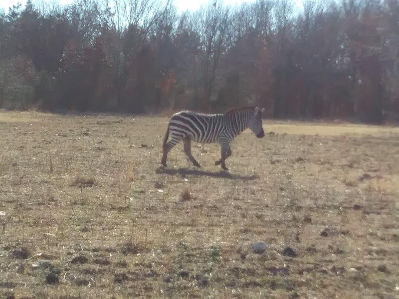 Wildcat Springs Ranch - Photo 5