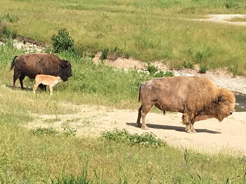 Wildcat Springs Ranch - Photo 2