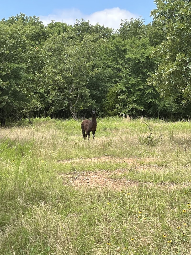 Wildcat Springs Ranch - Photo 3