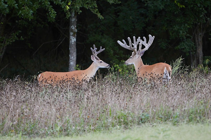 Wildcat Springs Ranch - Photo 1