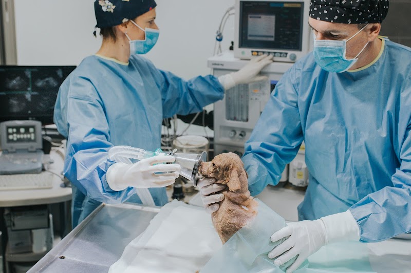 Urgencias 24H. Clínica veterinaria El Jardín Donostia