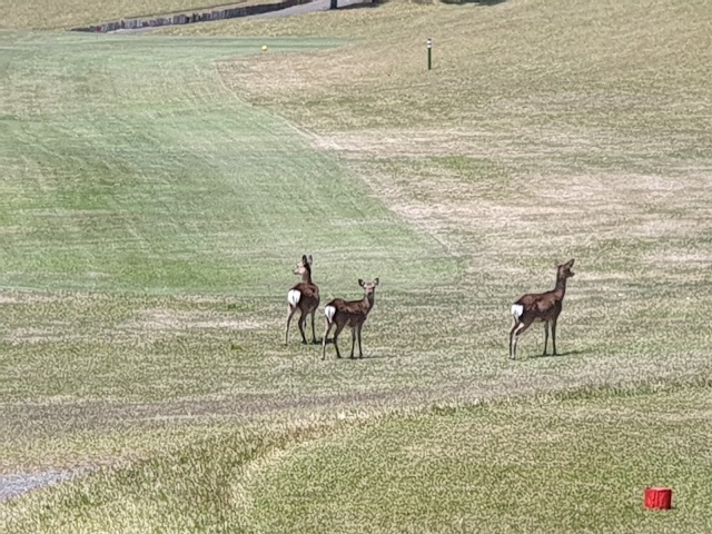 Iriki Joyama Golf Club - Photo 8