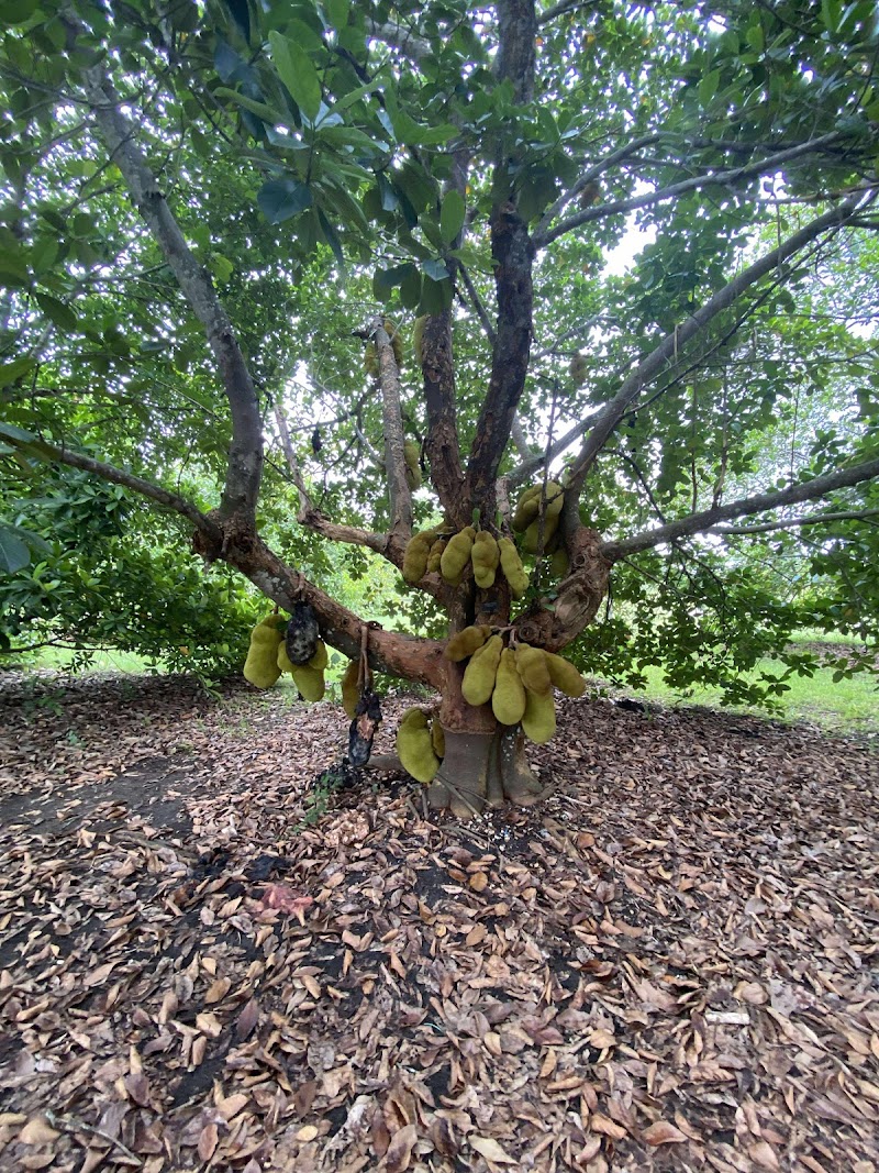 Fruit & Spice Park photo 3
