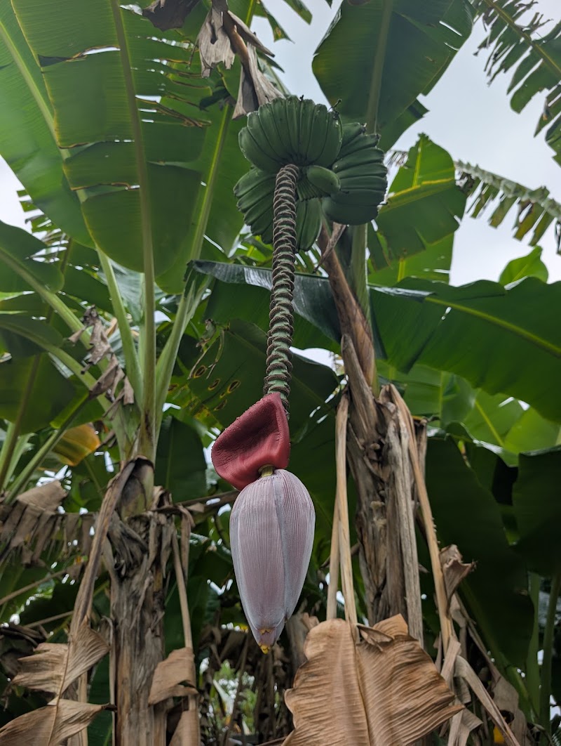 Fruit & Spice Park photo 4