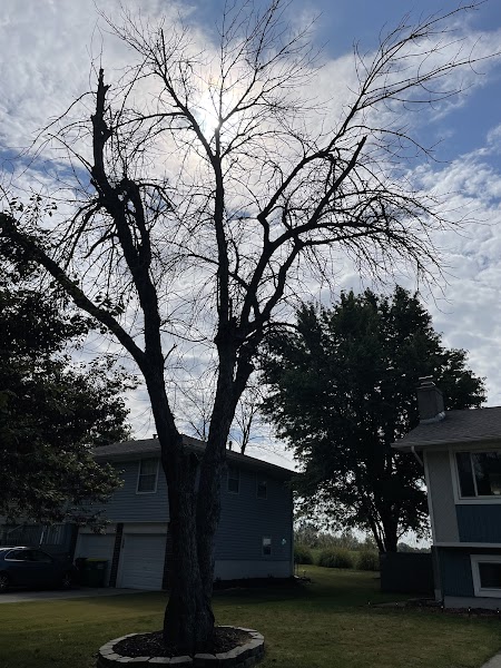 Claar Tree LLC