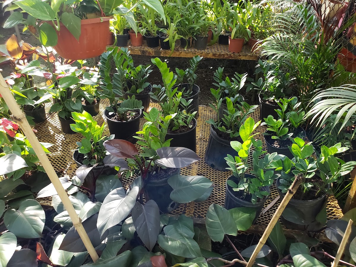 Rincón de las Flores - Imagen 3