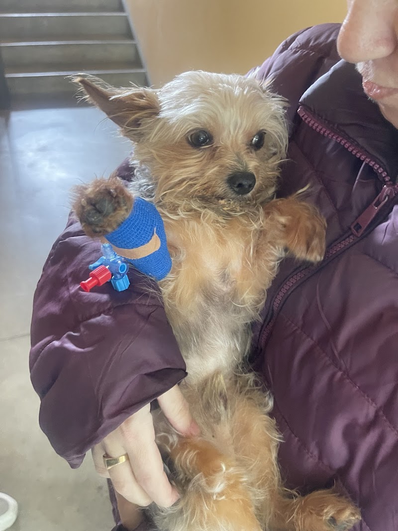 Hospital Clínico Veterinario.