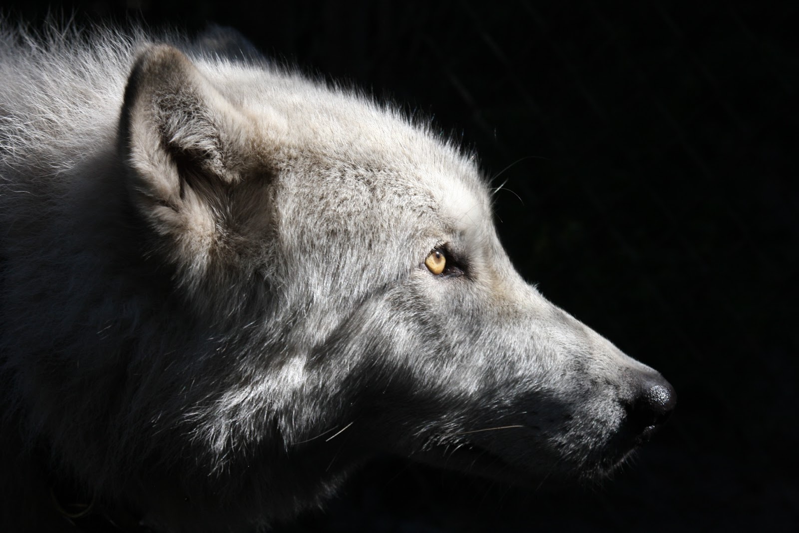 Shy Wolf Sanctuary Education & Experience Center