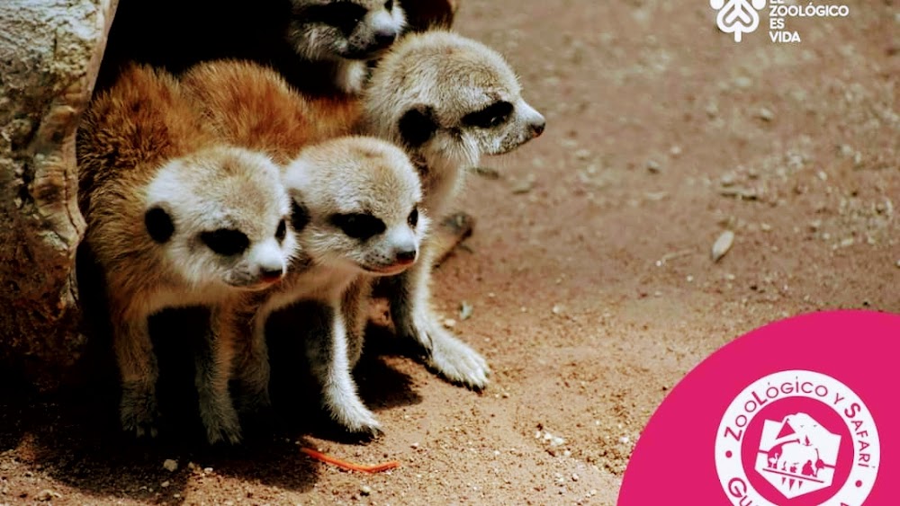 Zoológico Guadalajara fotoğraf 1