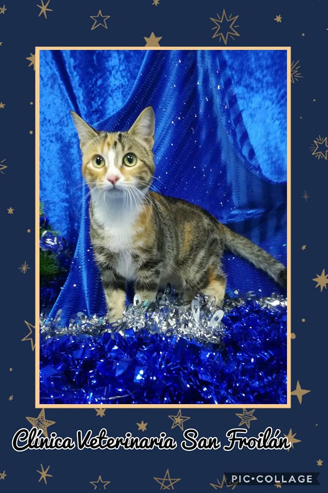 Clínica Veterinaria San Froilan photo 5