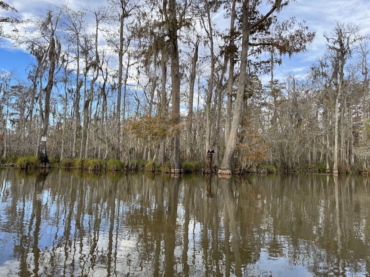 Pearl River Wildlife Management Area