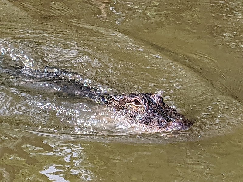 Pearl River Wildlife Management Area - Photo 1