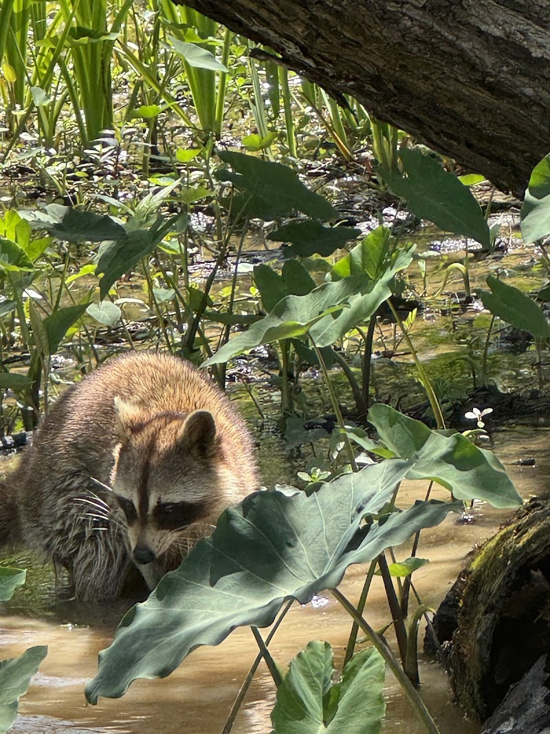 Pearl River Wildlife Management Area - Photo 4